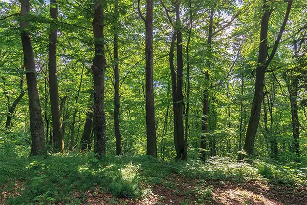 01_certificazione-forestale